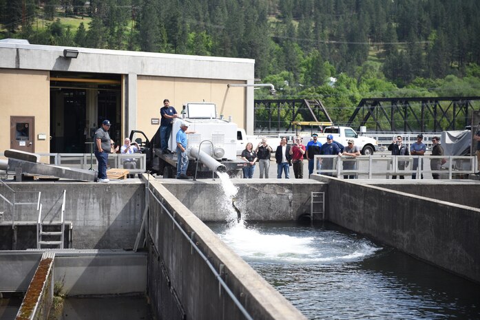 Completed in 1969, the Dworshak National Fish Hatchery was initially designed and constructed with a sole focus on steelhead. Salmon production was added to the hatchery in the 1980s and the hatchery now raises millions of salmon and steelhead smolts every year.