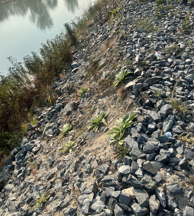Photo of a levee being repaired
