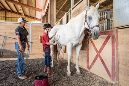 Child brushes horse.