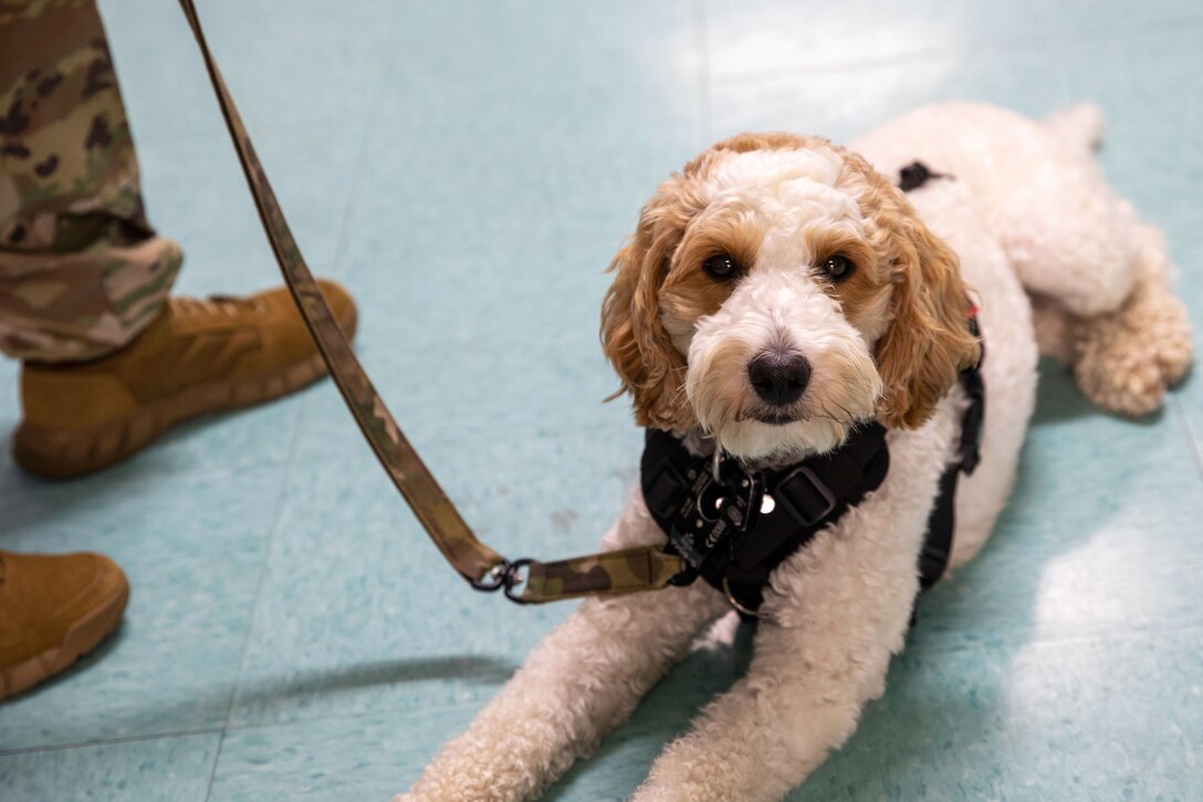 A dog lies on a floor as a service member standing next to her holds her leash.