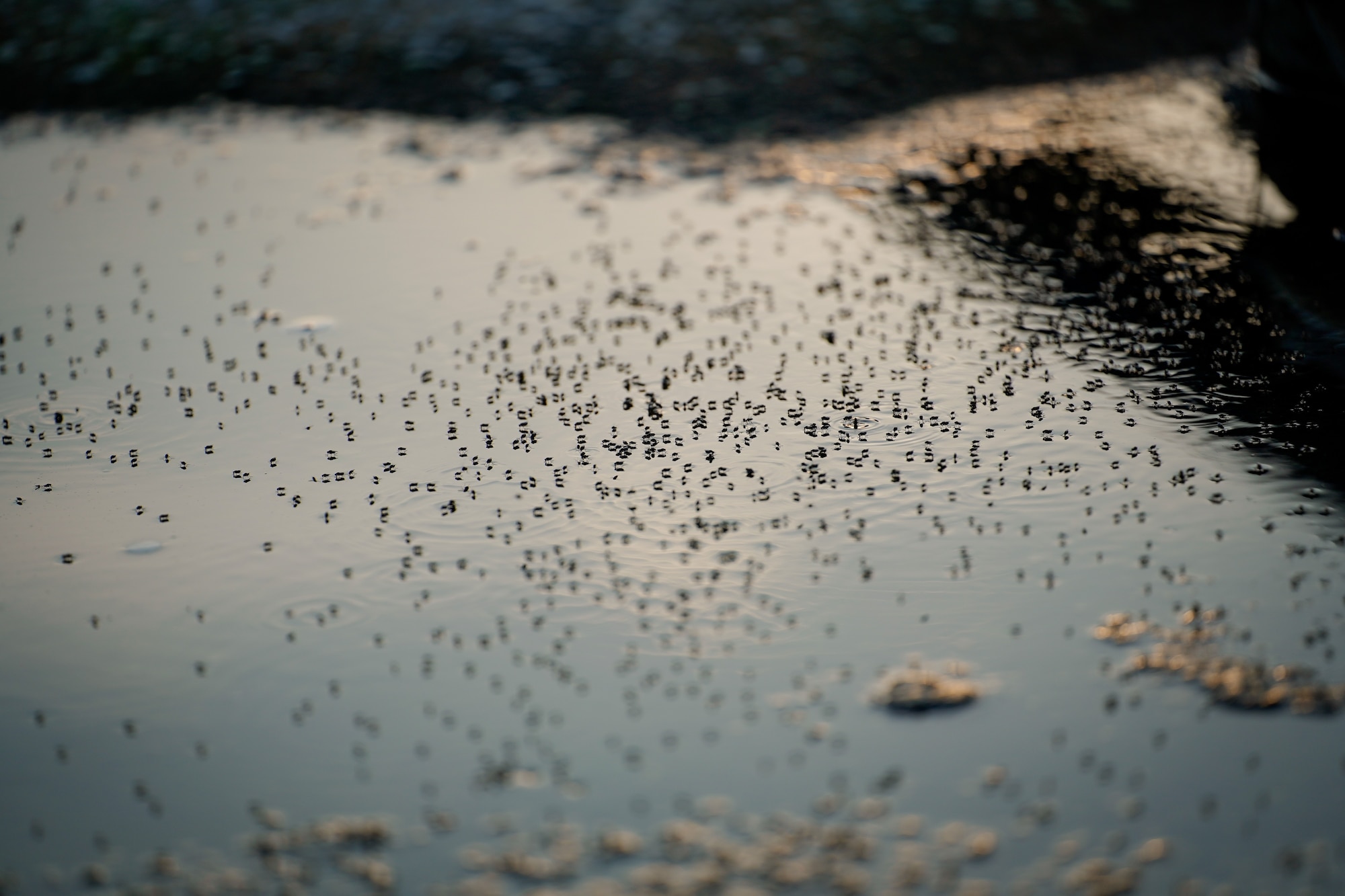 Mosquitoes flying over and laying on water