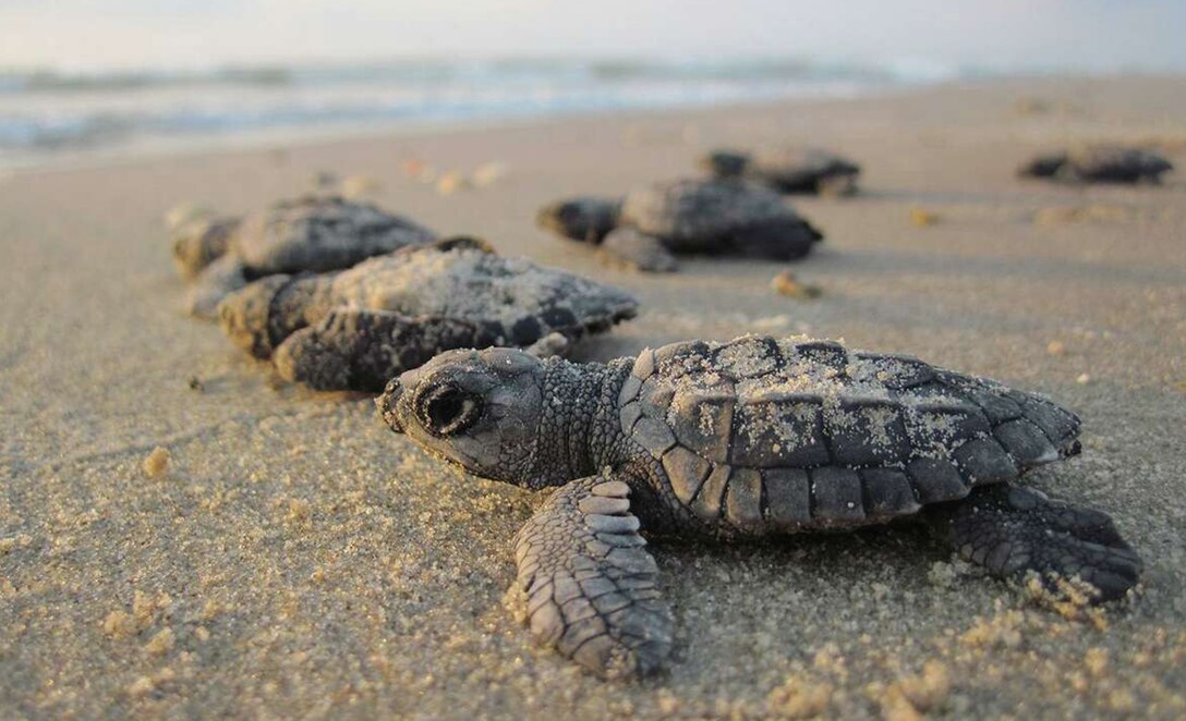 Baby Sea Turles