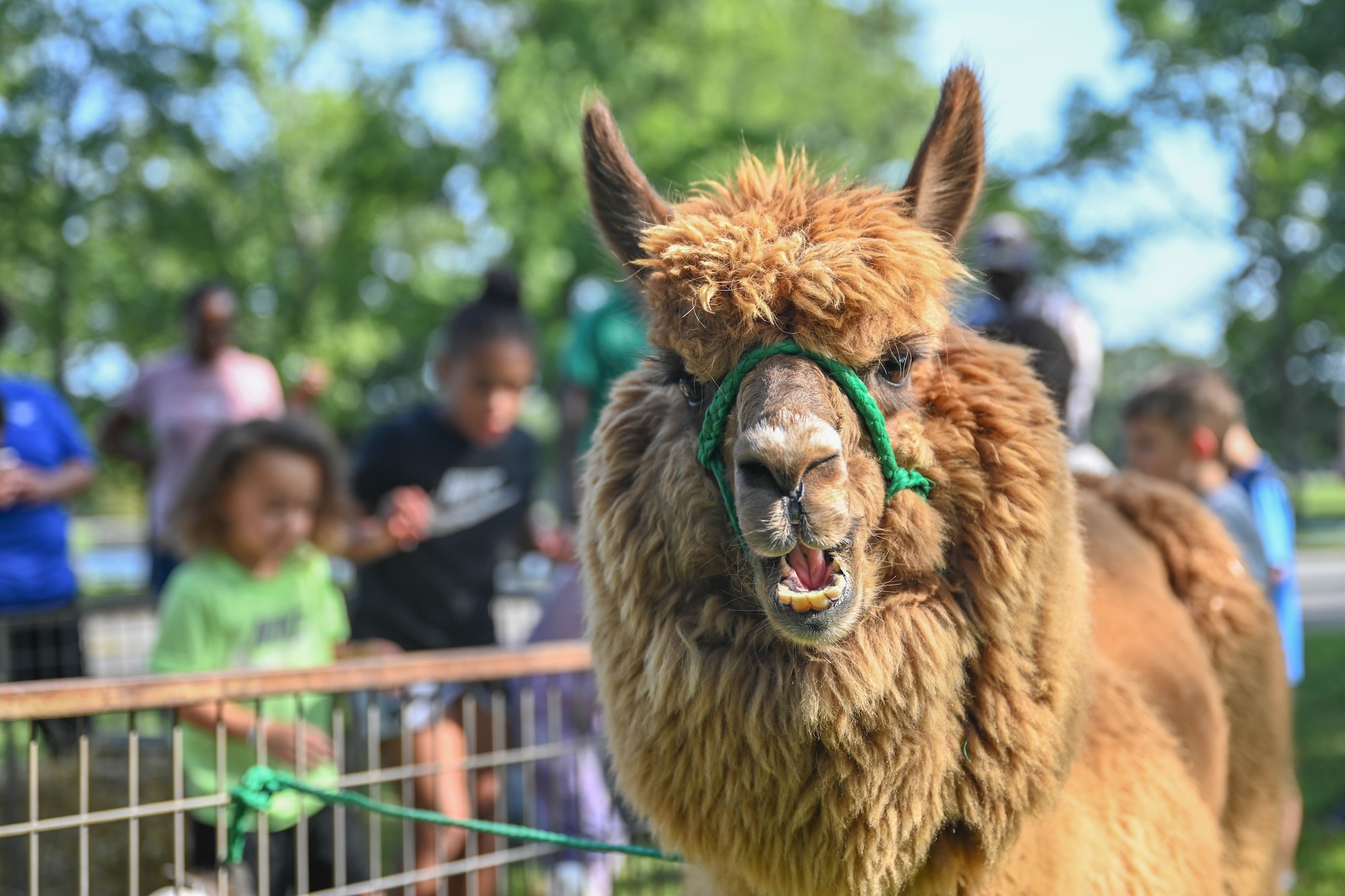 An alpaca looks at the camera