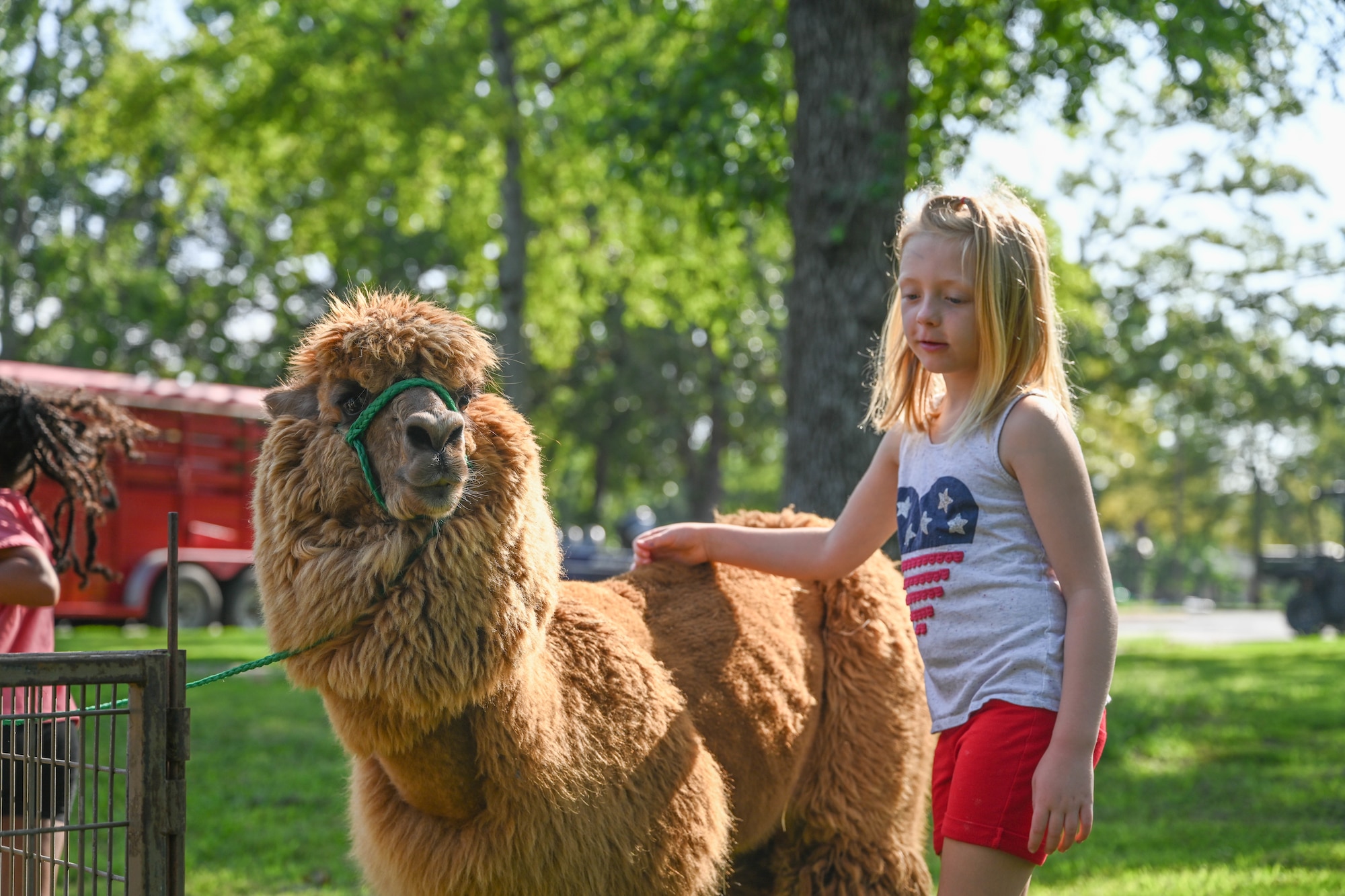 A child pets an alpaca