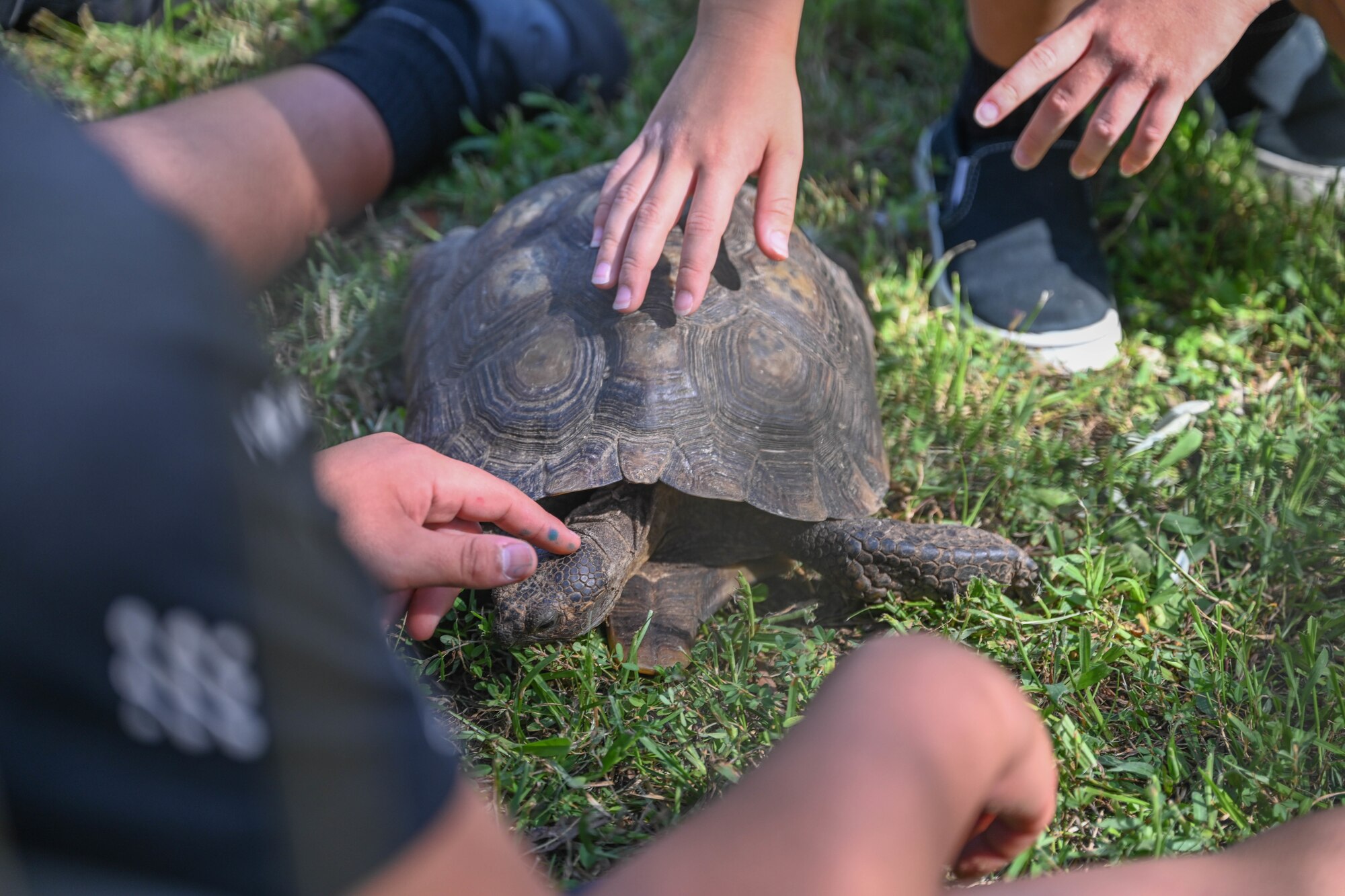 A group of children pet a tortoise