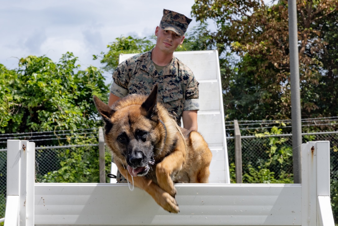 Support Battalion, Marine Corps Installations Pacific, commands military working dog Graco, a 3-year-old German Shepherd patrol and explosive detection dog with direction control over obstacles on Camp Hansen, Okinawa, Japan, July 10, 2023.

“I am very blessed,” said Phelan, a 22-year-old Prior Lake, Minnesota native. “I have one of the best, if not the best job in the United States Marine Corps, because I get to come to work every day and there is a little four-legged friend that is just so beyond ecstatic to see me. I wouldn’t trade it for the world.”

Over the last three years Phelan has been the handler for two military working dogs. From 2020 to 2022, he was the handler for MWD Yyasko, a 4-year-old Belgian Malinois patrol and explosive detection dog. Phelan is currently the handler for MWD Graco.