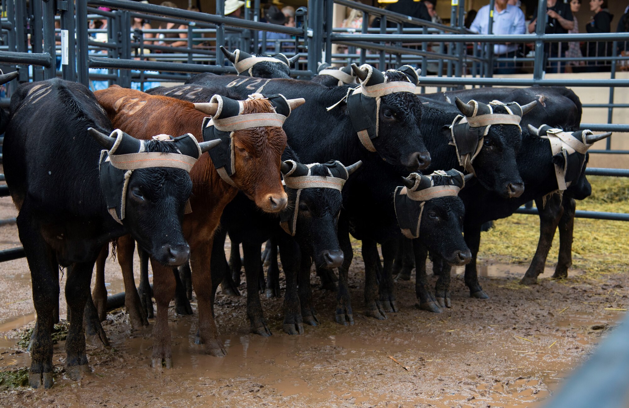 cattle in a pen