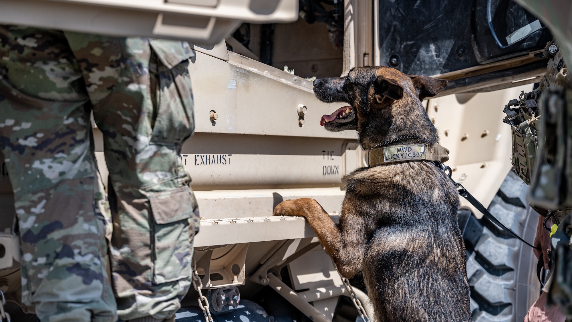 U.S. Air Force military working dog Lucky, from the 386th Expeditionary Security Forces Squadron, climbs into a Mine Resistant Ambush Protected All-Terrain Vehicle (M-ATV) during vehicle familiarity training at Ali Al Salem Air Base, Kuwait, July 13, 2023. The M-ATV is designed to provide the same levels of protection as the larger and heavier vehicles, but with enhanced mobility in the region’s rough terrain. (U.S. Air Force photo by Staff Sgt. Kevin Long)