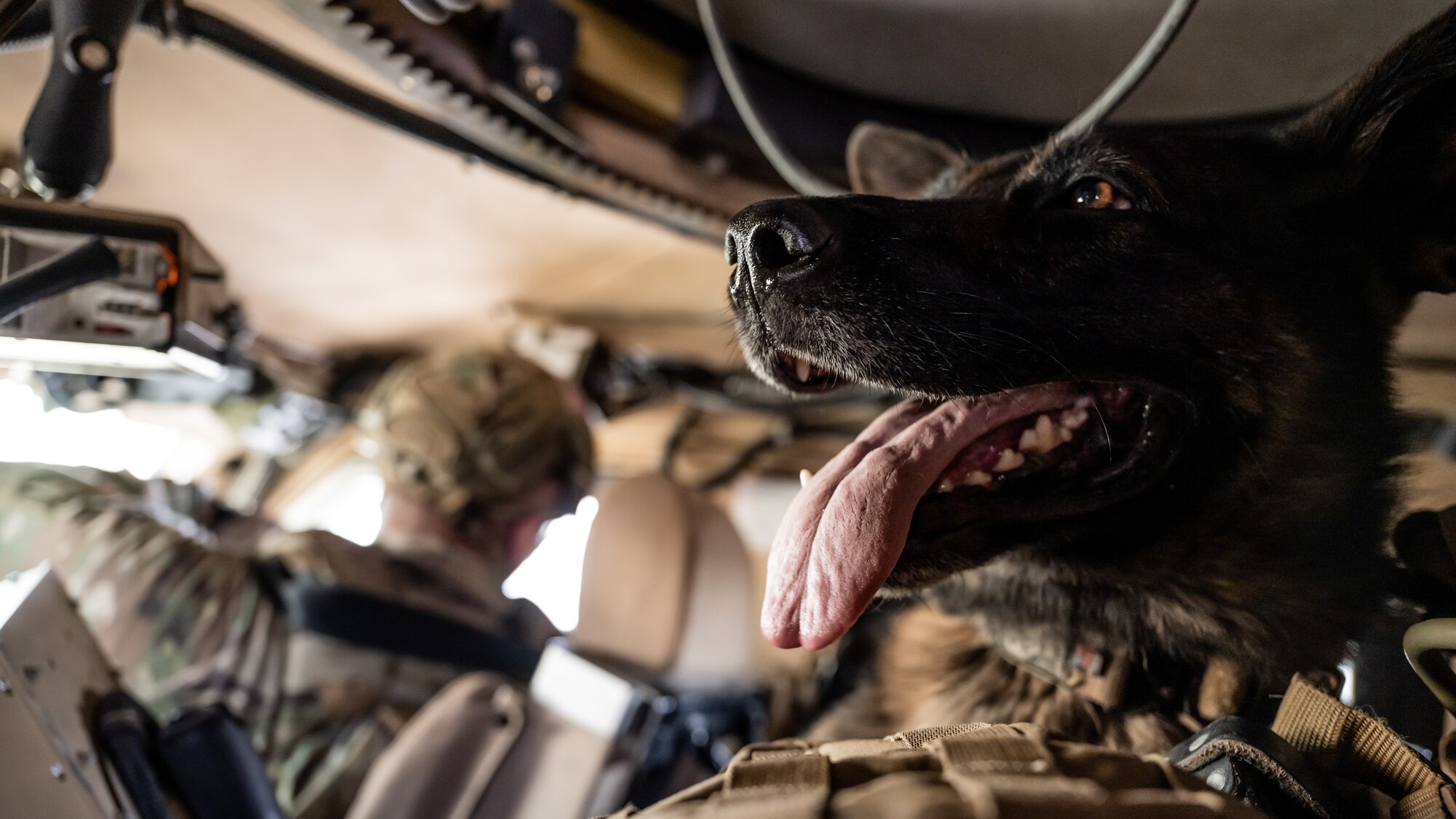 U.S. Air Force military working dog Lucky, from the 386th Expeditionary Security Forces Squadron, takes a ride inside a Mine Resistant Ambush Protected All-Terrain Vehicle (M-ATV) during vehicle familiarity training at Ali Al Salem Air Base, Kuwait, July 13, 2023. The M-ATV is designed to provide the same levels of protection as the larger and heavier vehicles, but with enhanced mobility in the region’s rough terrain. (U.S. Air Force photo by Staff Sgt. Kevin Long)
