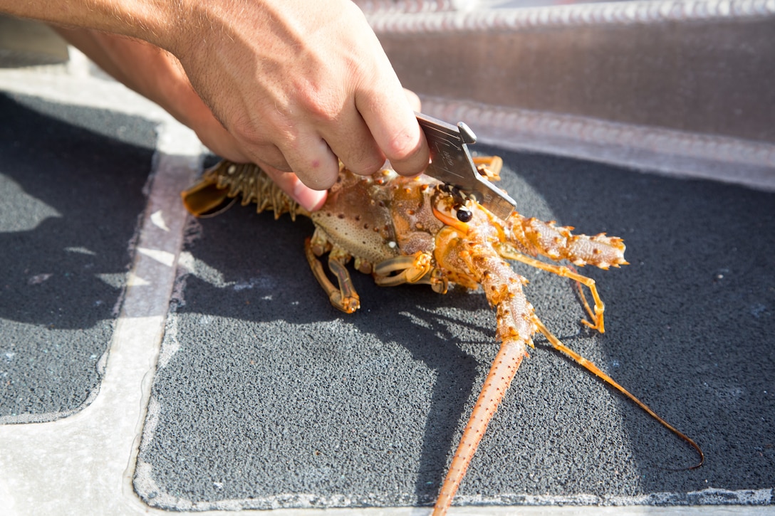 A lobster is measured to ensure Florida Fish and Wildlife regulations are adhered to during the Sport Lobster mini season off Key West, Florida, July 28, 2021. Carapace must be larger than 3 inches, measured in the water. (U.S. Coast Guard photo by Chief Petty Officer Charly Tautfest).