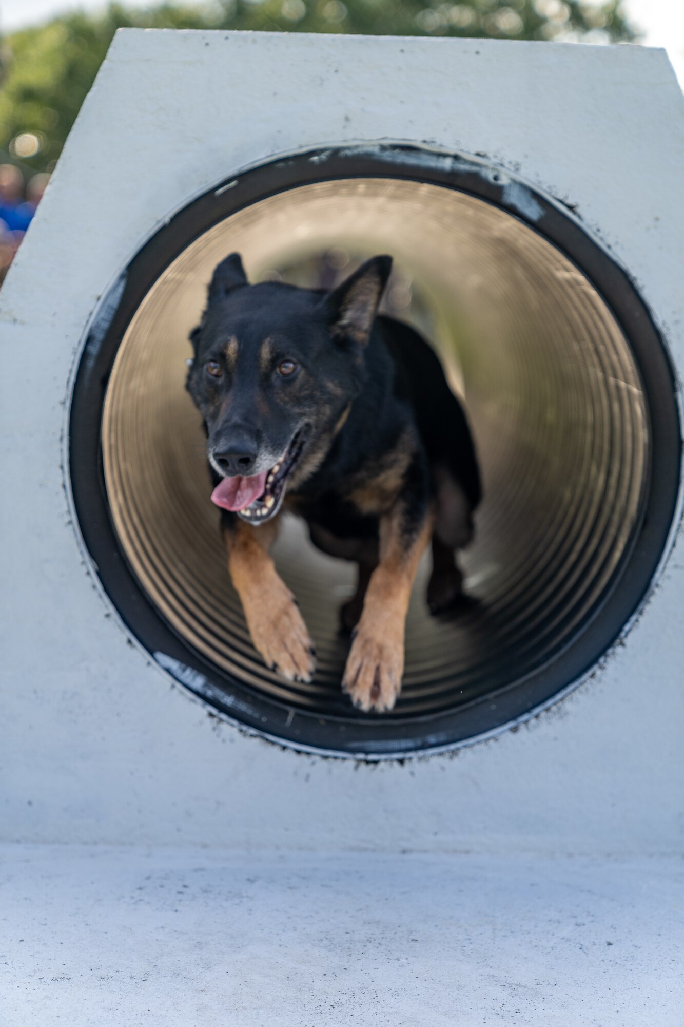 Domper, Naval Construction Battalion Center military working dog, goes through a tunnel during a demonstration to Pace High School Navy Junior ROTC cadets at Keesler Air Force Base, Mississippi, July 11, 2023.