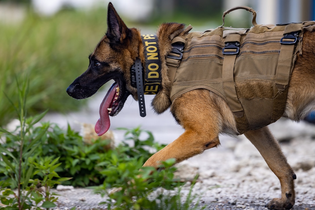 A military working dog walks toward a grassy area.
