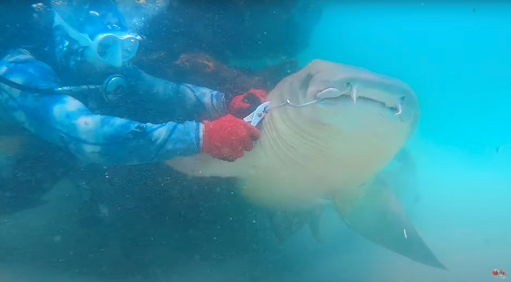 U.S. Air Force Master Sgt. (Ret.), Tazz Felde, 24th Special Operations Wing Occupational Safety Manager, rescues a large nurse shark off the coast of Fort Walton Beach, Fla. on Jul. 24, 2023.