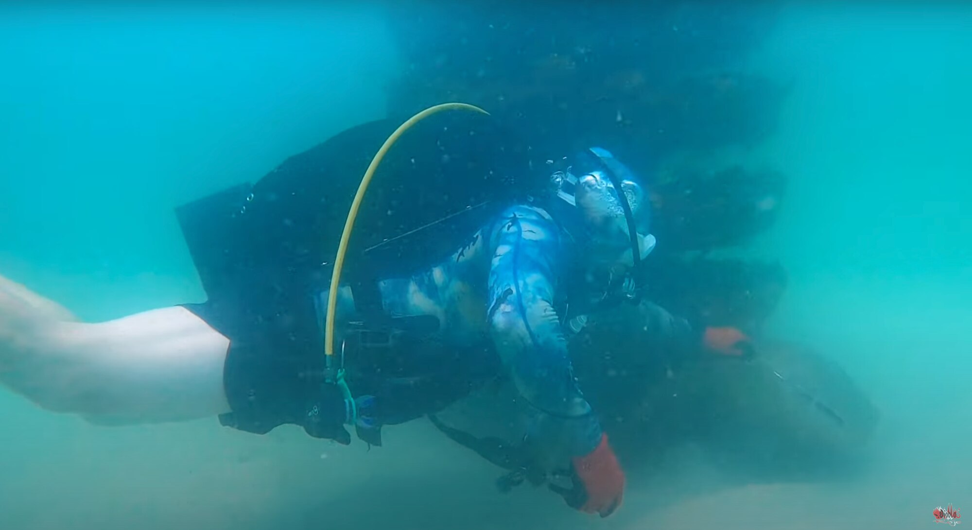 U.S. Air Force Master Sgt. (Ret.), Tazz Felde, 24th Special Operations Wing Occupational Safety Manager, rescues a large nurse shark off the coast of Fort Walton Beach, Fla. on Jul. 24, 2023.