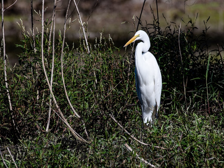 Egret in fresh water