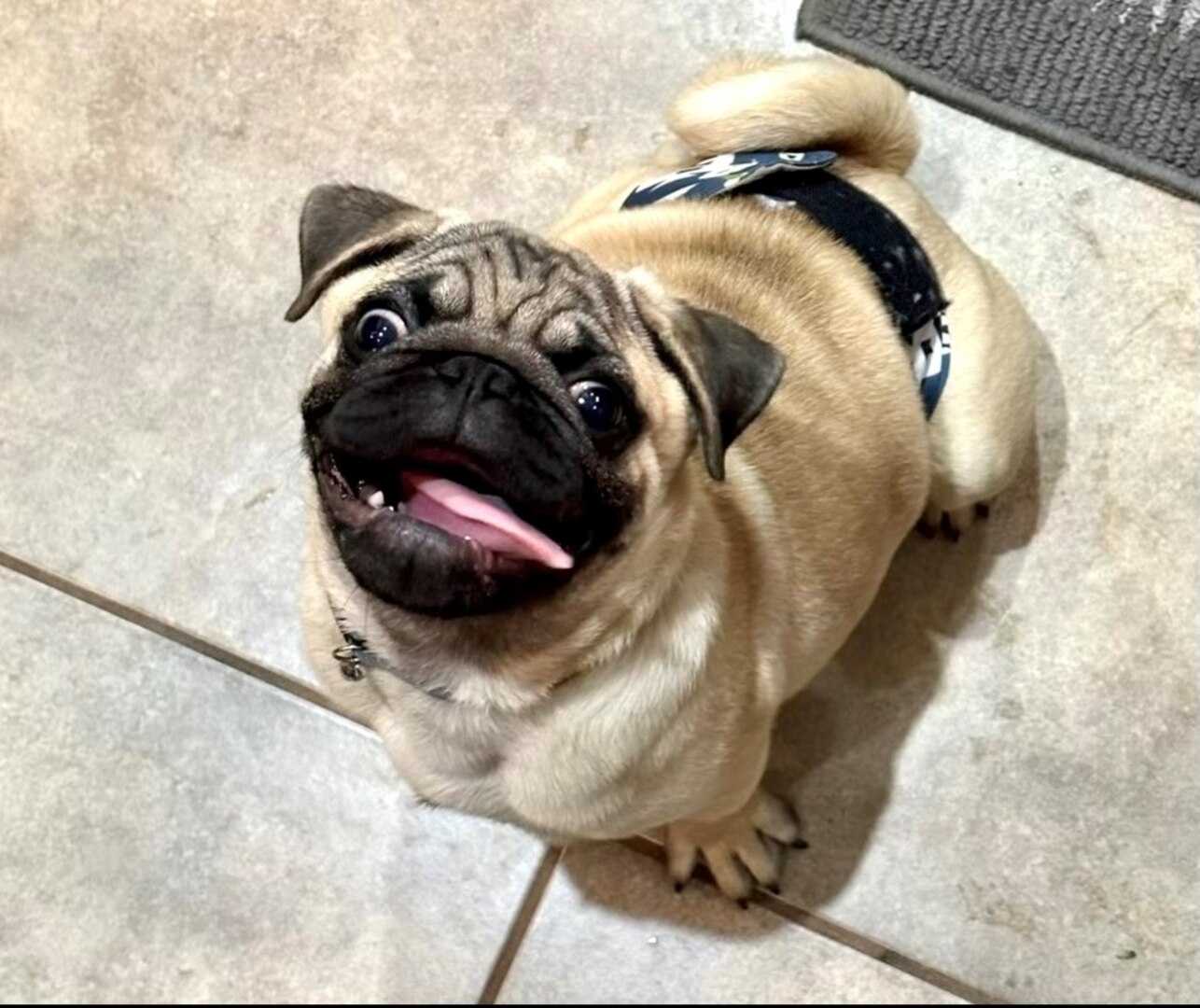 Pug looking up from the floor, tongue out