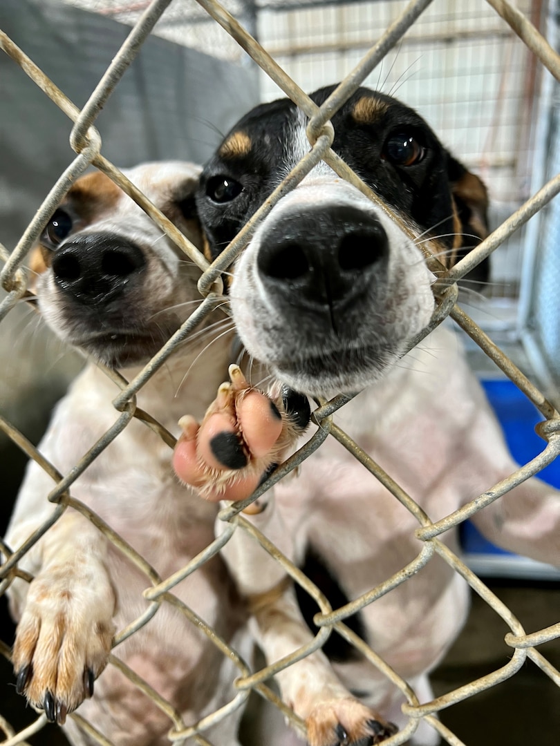 Close up of two dogs in a shelter pressed against chain link fencing