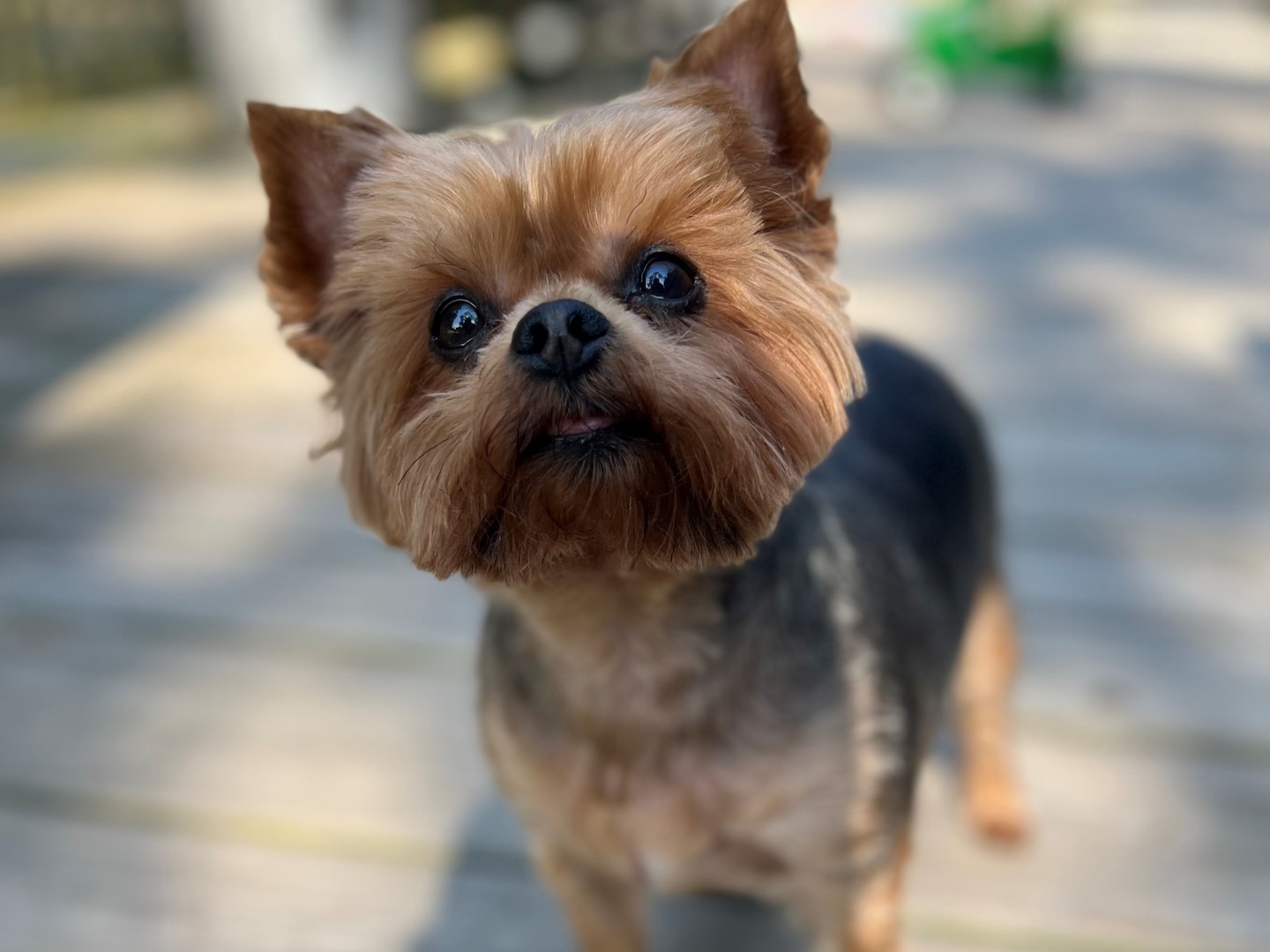 Close up of a Yorkshire Terrier