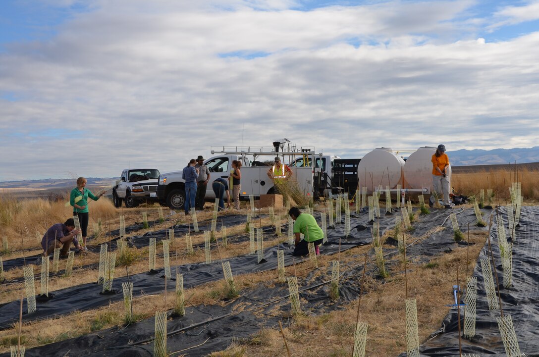 Community tree planting in the Snake River Compensation Lands at Mill Creek Project.