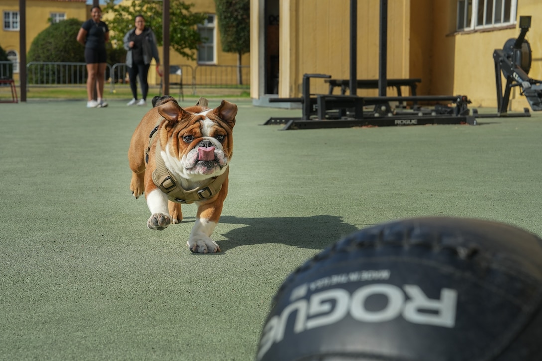 U.S Marine Corps Pvt. Bruno, the mascot of Marine Corps Recruit Depot San Diego, runs towards a weighted ball at the Fitness Center at MCRD San Diego, July 17, 2023. The Fitness Center helps boost Marines' moral on base and provides a safe environment for Marines to train.