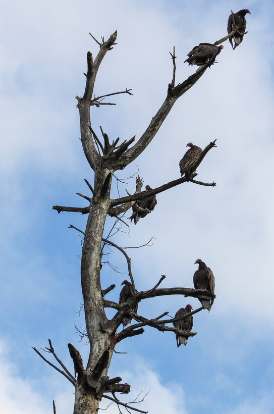 Park rangers and staff at Berlin Lake want to encourage more bird enthusiasts to visit the reservoir