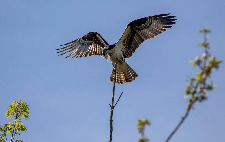 Park rangers and staff at Berlin Lake want to encourage more bird enthusiasts to visit the reservoir