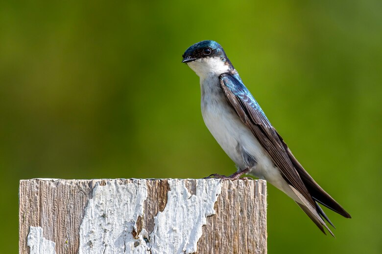 Park rangers and staff at Berlin Lake want to encourage more bird enthusiasts to visit the reservoir