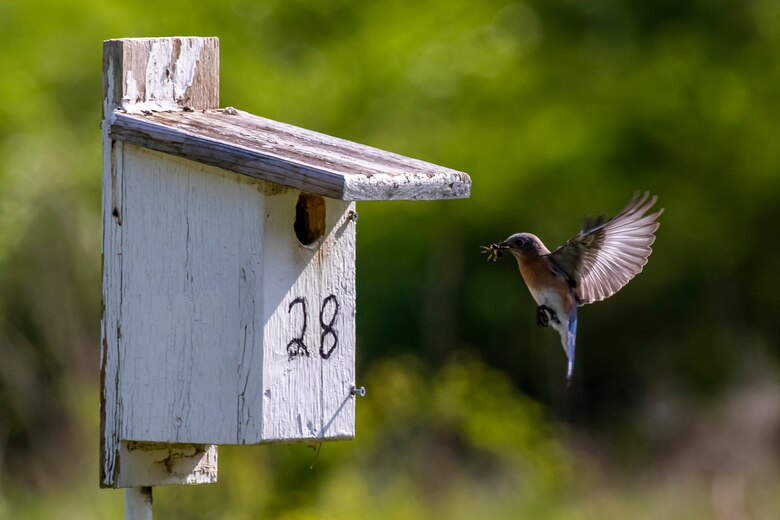 Park rangers and staff at Berlin Lake want to encourage more bird enthusiasts to visit the reservoir