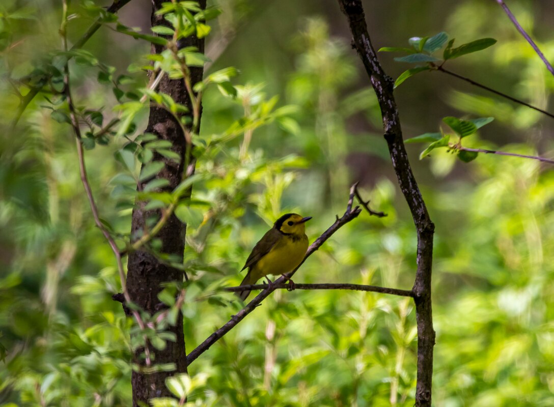 Park rangers and staff at Berlin Lake want to encourage more bird enthusiasts to visit the reservoir