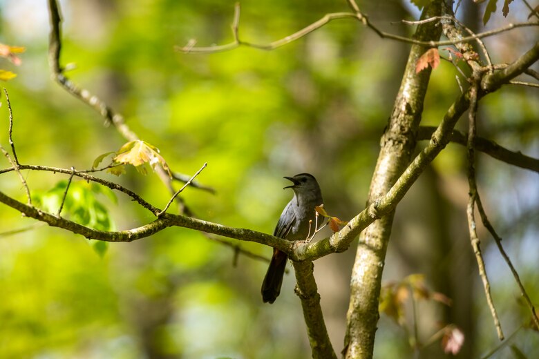 Park rangers and staff at Berlin Lake want to encourage more bird enthusiasts to visit the reservoir