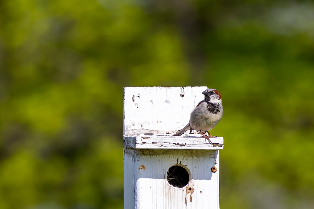 Park rangers and staff at Berlin Lake want to encourage more bird enthusiasts to visit the reservoir