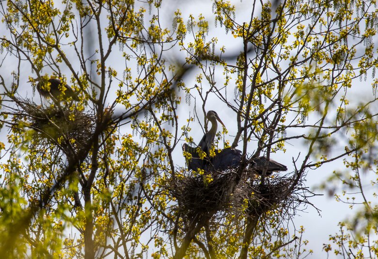 Park rangers and staff at Berlin Lake want to encourage more bird enthusiasts to visit the reservoir