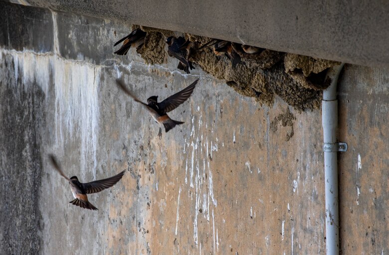 Park rangers and staff at Berlin Lake want to encourage more bird enthusiasts to visit the reservoir