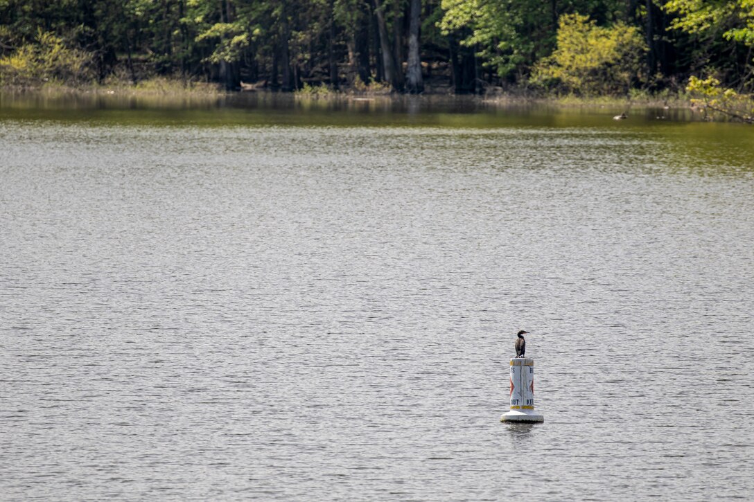 Park rangers and staff at Berlin Lake want to encourage more bird enthusiasts to visit the reservoir