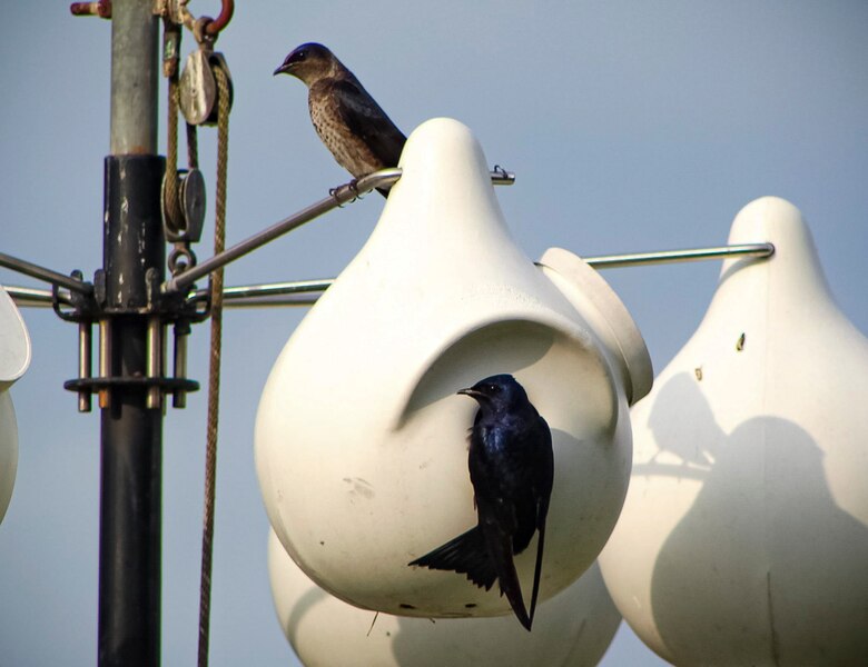 Park rangers and staff at Berlin Lake want to encourage more bird enthusiasts to visit the reservoir