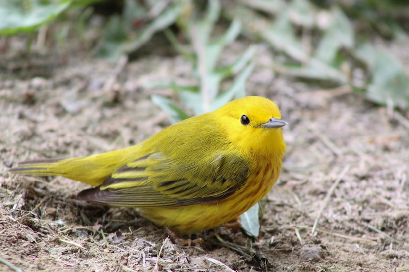 Park rangers and staff at Berlin Lake want to encourage more bird enthusiasts to visit the reservoir