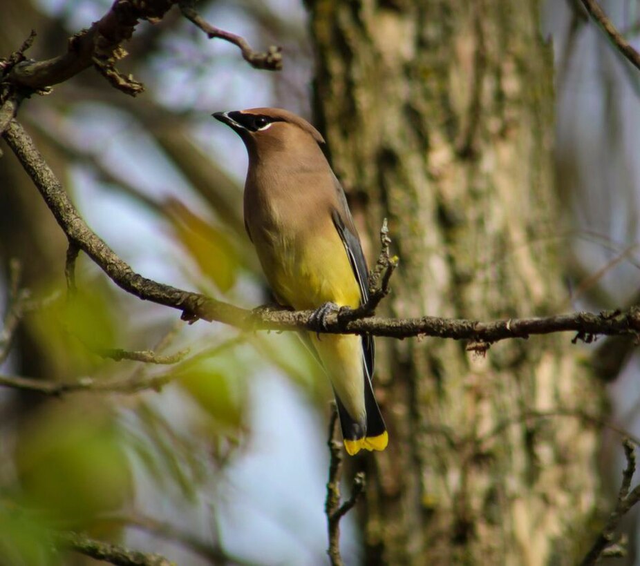 Park rangers and staff at Berlin Lake want to encourage more bird enthusiasts to visit the reservoir