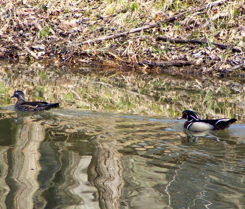 Park rangers and staff at Berlin Lake want to encourage more bird enthusiasts to visit the reservoir