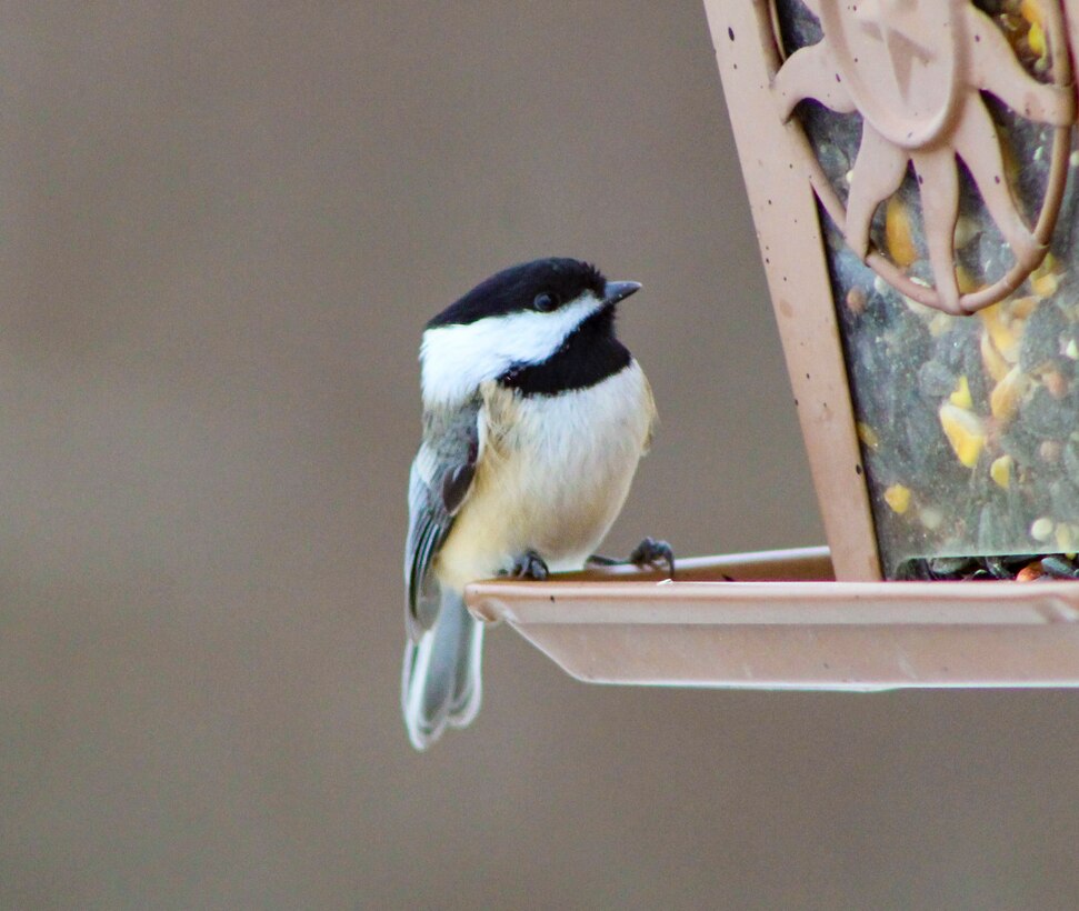 Park rangers and staff at Berlin Lake want to encourage more bird enthusiasts to visit the reservoir