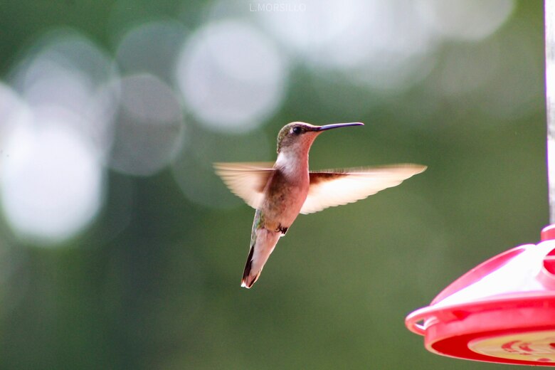 Park rangers and staff at Berlin Lake want to encourage more bird enthusiasts to visit the reservoir