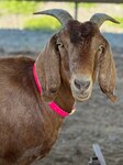 Closeup of a goat in a pen