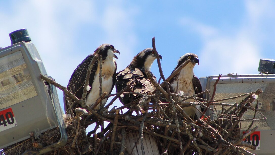 Park rangers and staff at Berlin Lake want to encourage more bird enthusiasts to visit the reservoir