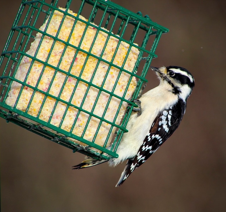 Park rangers and staff at Berlin Lake want to encourage more bird enthusiasts to visit the reservoir