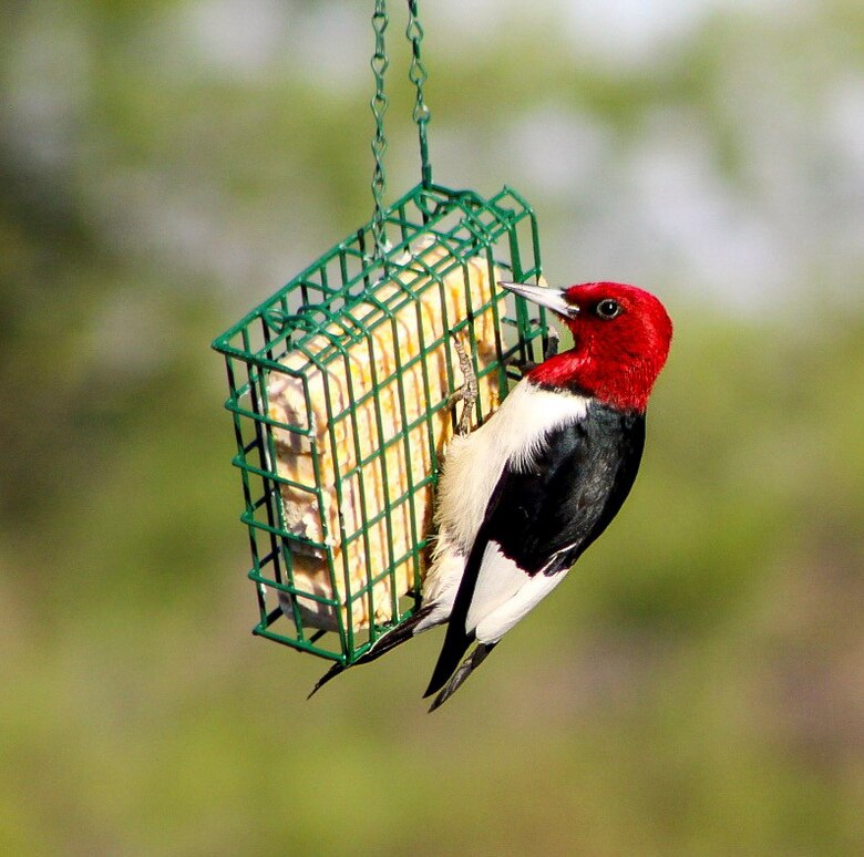 Park rangers and staff at Berlin Lake want to encourage more bird enthusiasts to visit the reservoir