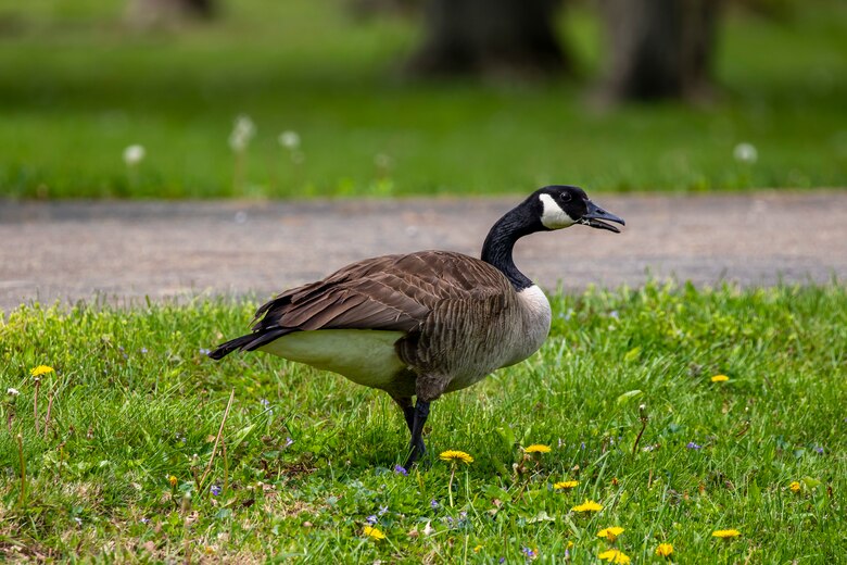 Park rangers and staff at Berlin Lake want to encourage more bird enthusiasts to visit the reservoir