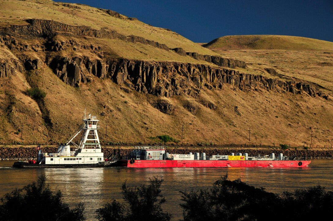 The construction of Little Goose led to the beginning of another fish passage system: juvenile fish transport. This transport system was started to provide juvenile salmon with a safe and speedy method to reach the ocean. In 1973, over 1.75 million juveniles were diverted by the screens and collected. 425,000 of these were transported downstream by truck. The rest were returned to the river.