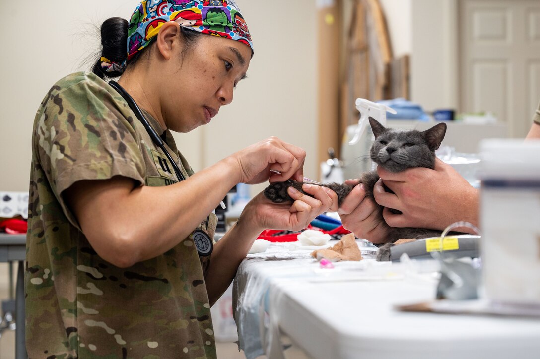 A soldier administers an intravenous port to a cat while another person holds its head.