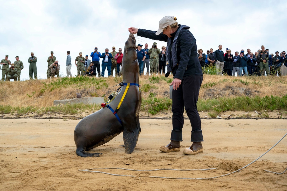 A sea lion performs with a trainer on a dirt road as spectators watch on a hill.