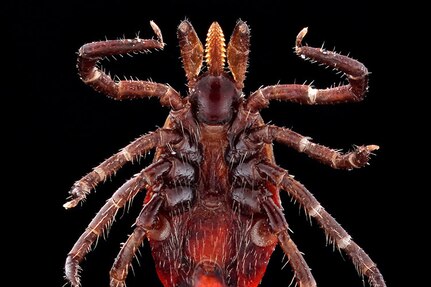 A close-up image of a tick.