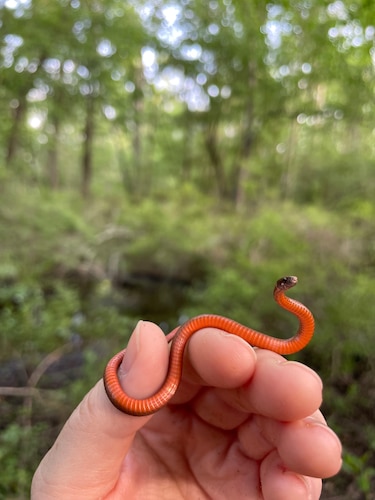 A person's hand with a snake wrapped around it